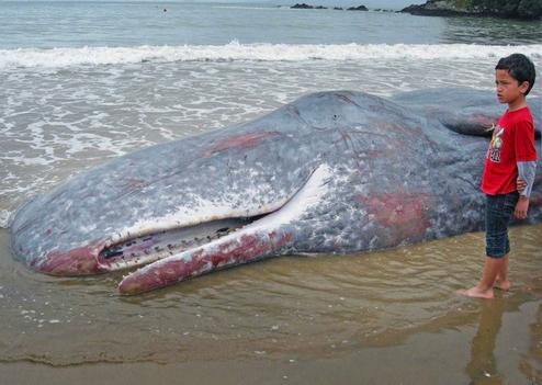 Nouvelle-Zélande : 61 baleines retrouvées échouées