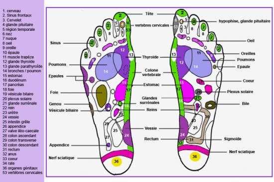 carte-reflexologie-plantaire-jpg.jpg