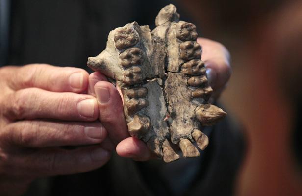 Le Muséum présente un crâne fossilisé vieux de 20 millions d’années