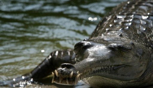 Israël : Alerte aux crocodiles dans la Vallée du J ourdain 