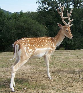 cygnes.jpg