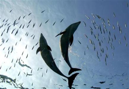 Les dauphins, cuisiniers trois étoiles de la mer