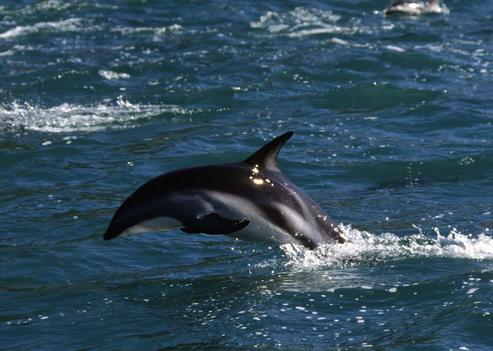 Découverte d'une nouvelle espèce de dauphins en Australie