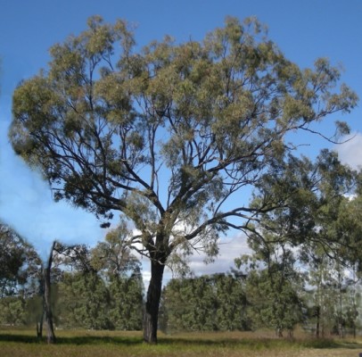Des eucalyptus pour 