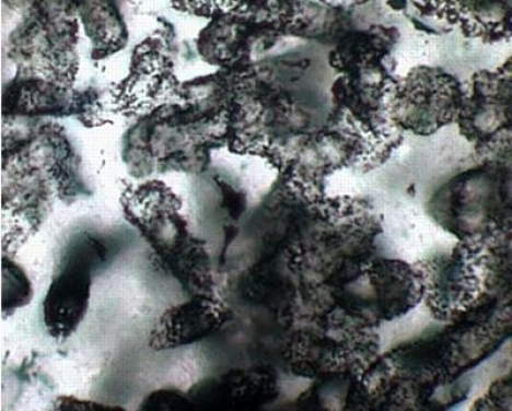 Sciences: Des fossiles âgés de 3,4 milliards d’années