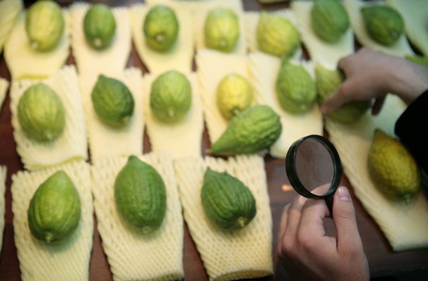 Fêtes : Souccoth, le gâteau qui a mangé le Etrog du Loulav