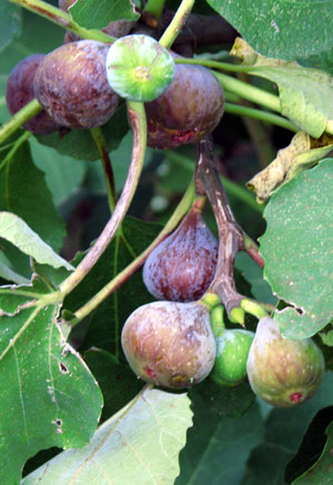 Fêtes : Le gigot d'agneau du Tabernacle de Moshé