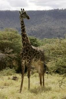 Le lait de girafe casher selon un rabbin israélien