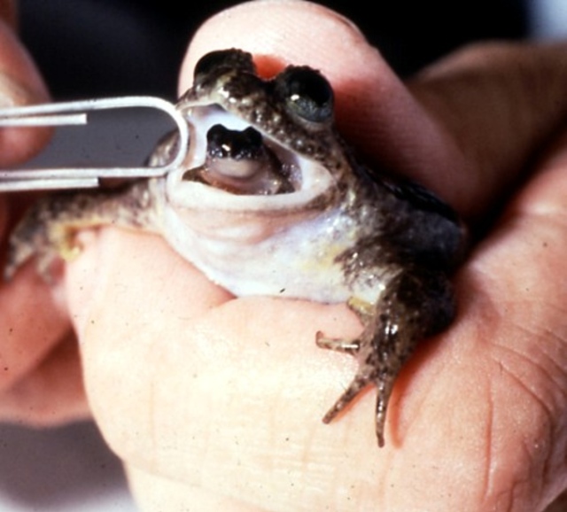 Une grenouille qui 