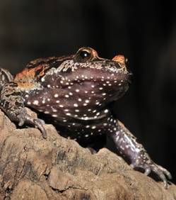Une grenouille que l'on pensait éteinte est finalement bien en vie