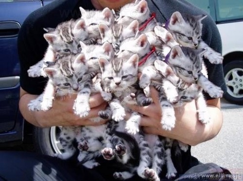 les_chats1.jpg