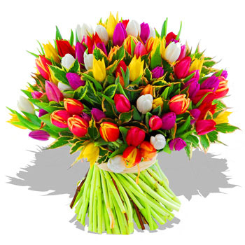 lux_100_tulips-plain.jpg