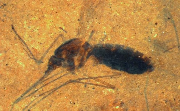 Le plus vieux fossile de moustique 