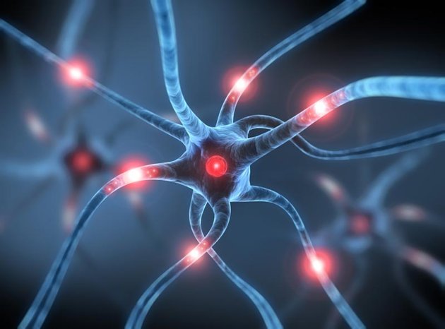  Les neurones peuvent se régénérer