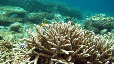 Sciences :L'acidification des océans est aussi grave que le réchauffement climatique