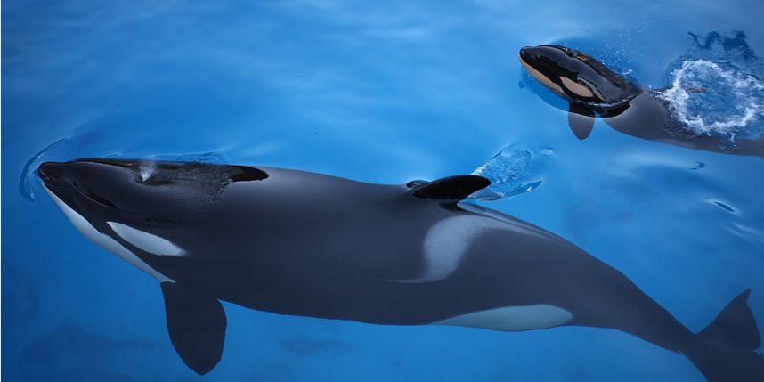 Naissance d'un bébé orque à Marineland