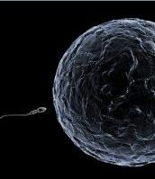 Lutte contre l'infertilité : Un ovule collant pour capturer le spermatozoïde