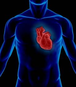 Un pacemaker miniaturisé et sans pile
