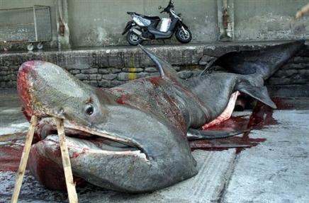 Un requin pèlerin de 8m de long pêché près d'Athènes
