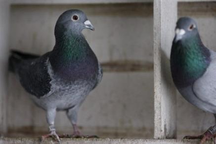 Un pigeon 