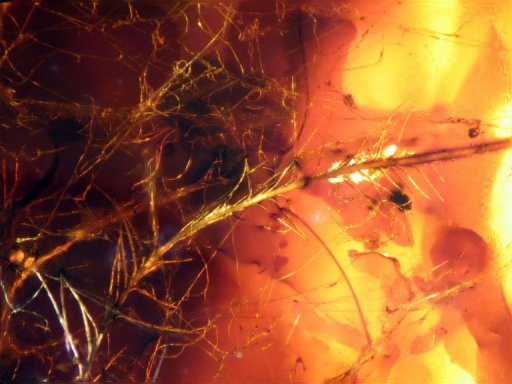 Des plumes de dinosaures découvertes dans de la résine d'arbre fossilisée