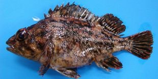 Radioactivité record sur un poisson pêché près de Fukushima