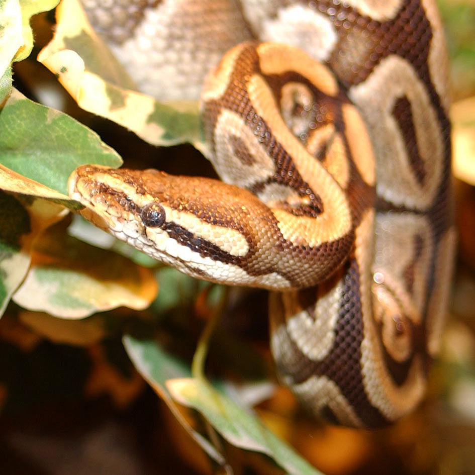 Un python découvert dans un arbre du parc des Buttes-Chaumont à Paris
