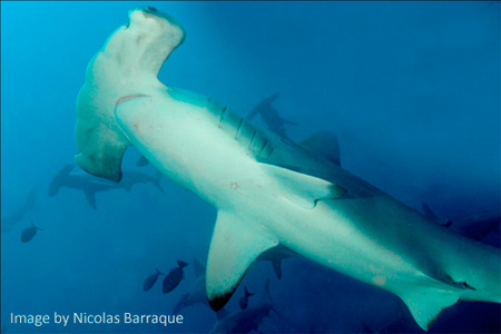red_sea_nicolas_barraque.jpg