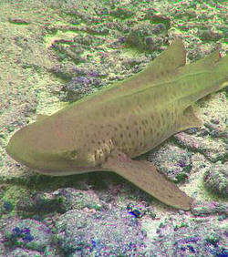 Une femelle requin vierge donne naissance à des petits pour la 4e fois