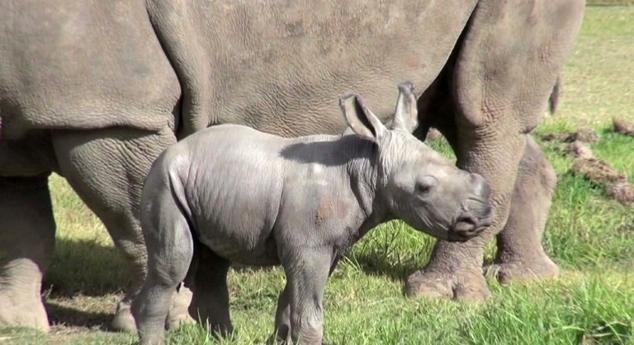 Australie: naissance d'un rhinocéros blanc dans un zoo