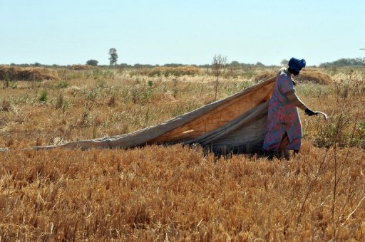 Avec l'appui d'Israël, le Sénégal veut étendre l'irrigation au goutte-à-goutte