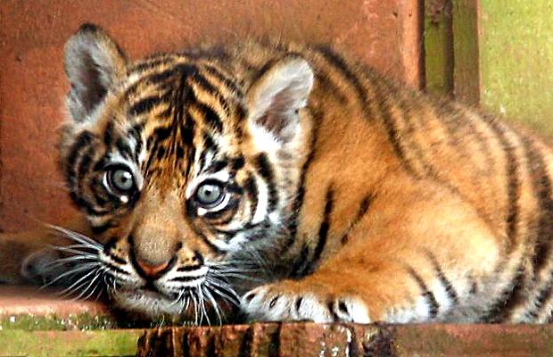 Indonésie: rare naissance de 3 petits tigres de Sumatra