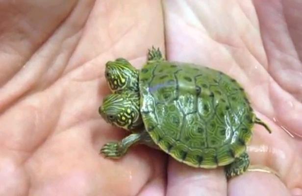 Etats-Unis: Une tortue à deux têtes voit le jour dans un zoo