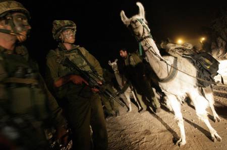 Des lamas d'Amérique du Sud, nouveaux compagnons de Tsahal