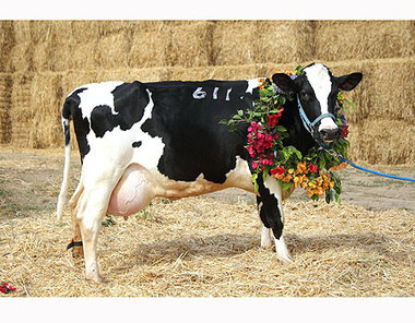 Actualité Israël : La vache israélienne championne du monde de production laitière !