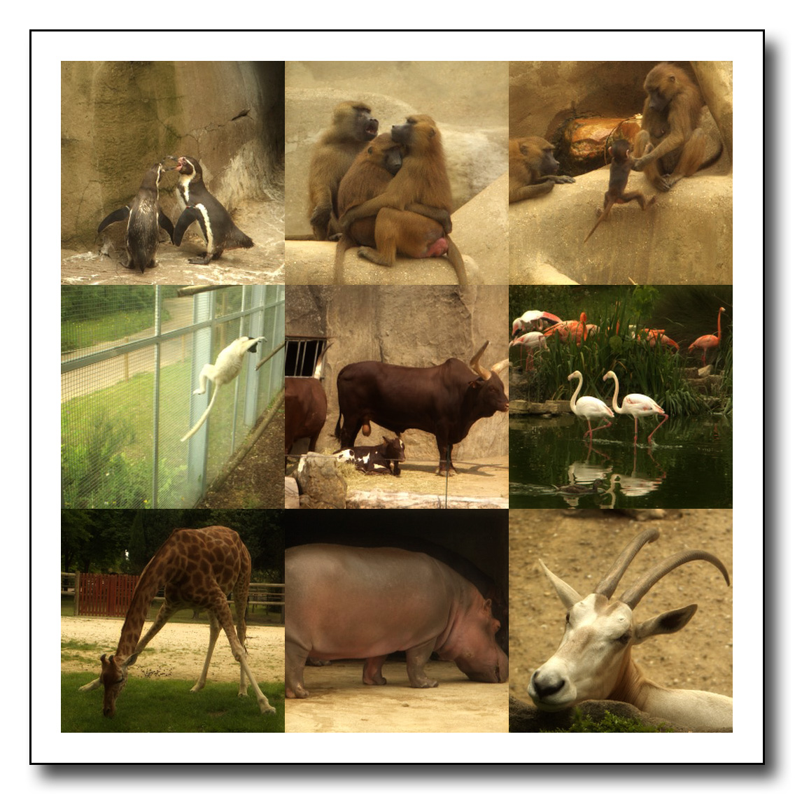 Le zoo de Vincennes en fête les 29 et 30 novembre avant sa fermeture